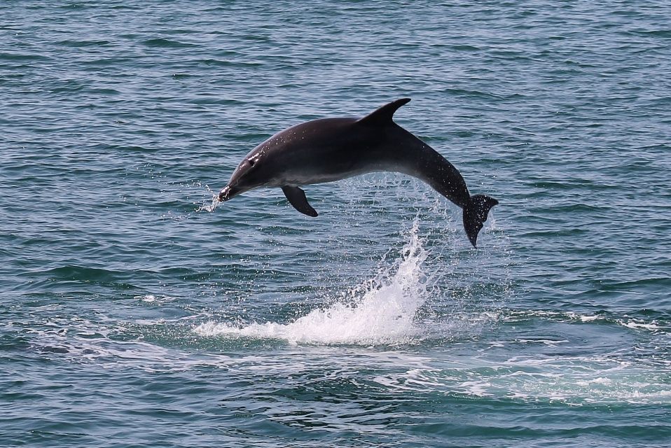 Full-Day Dolphin Watching Tour From Lisbon - Frequently Asked Questions