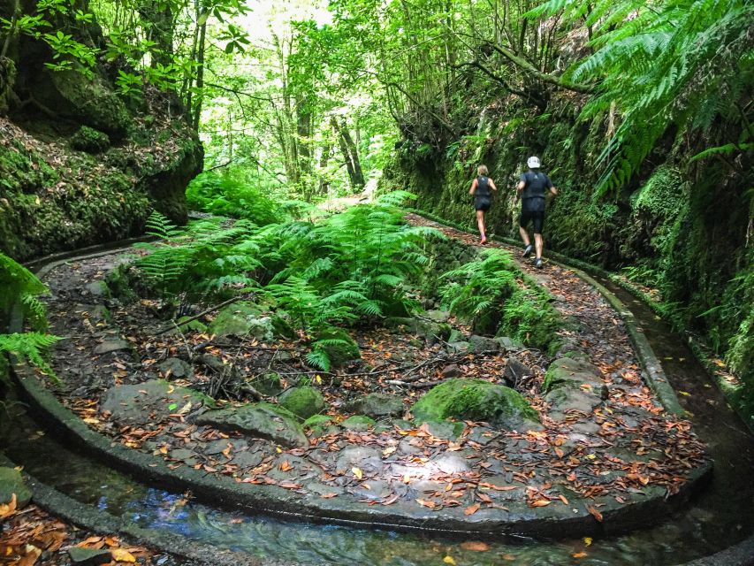 Funchal: Fanal Ancient Forest Running Tour - Frequently Asked Questions