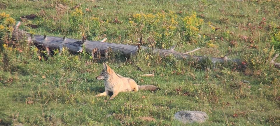 Gardiner: Yellowstone National Park Half Day Guided Hike - Frequently Asked Questions