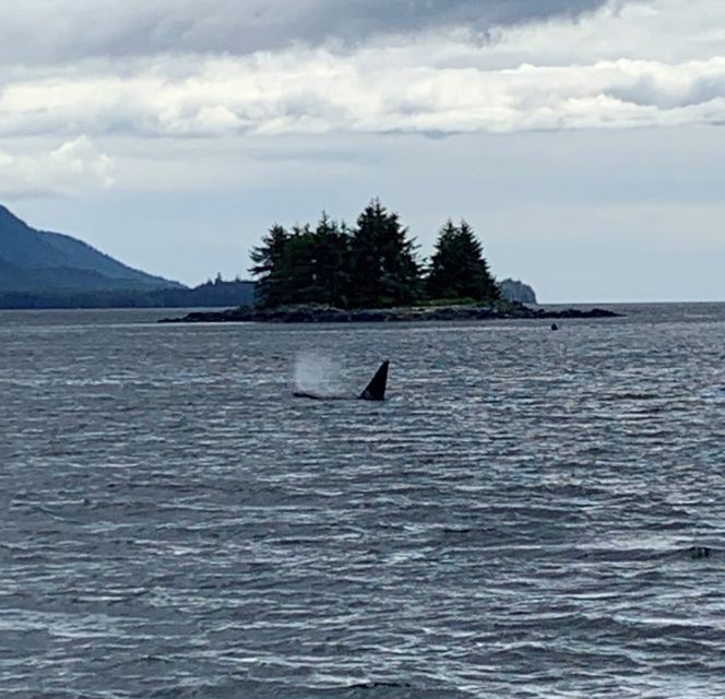 Ketchikan: Marine Wildlife and Whale Watching Boat Tour - Frequently Asked Questions