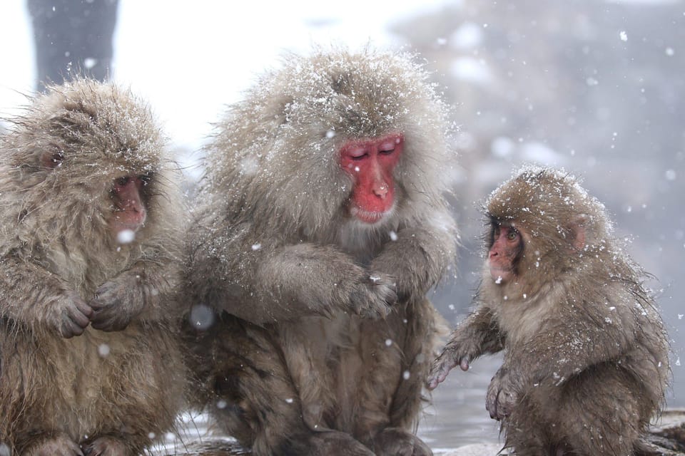 Nagano: Snow Monkeys, Zenkoji Temple & Sake Day Private Tour - Frequently Asked Questions