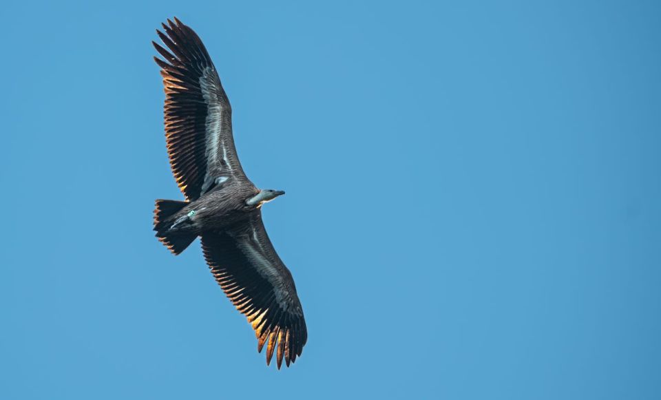 Beli - Griffon Vultures Bird Watching Boat Trip - Key Points