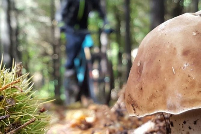 Botanical Trails of Madeira. Mountain Biking Trail Experience - Key Points