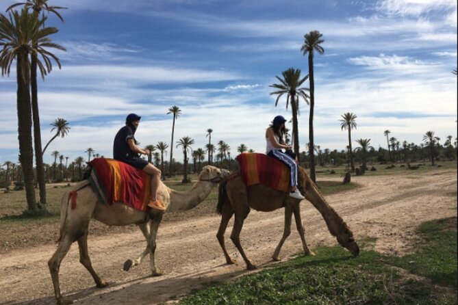 Camel Trekking Through Marrakeshs Palm Grove - Key Points