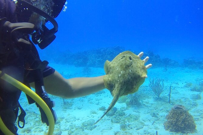 Catalina Island Diving Tour - Tour Overview