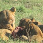 Chobe Safari Game Drive: Full Day Key Points