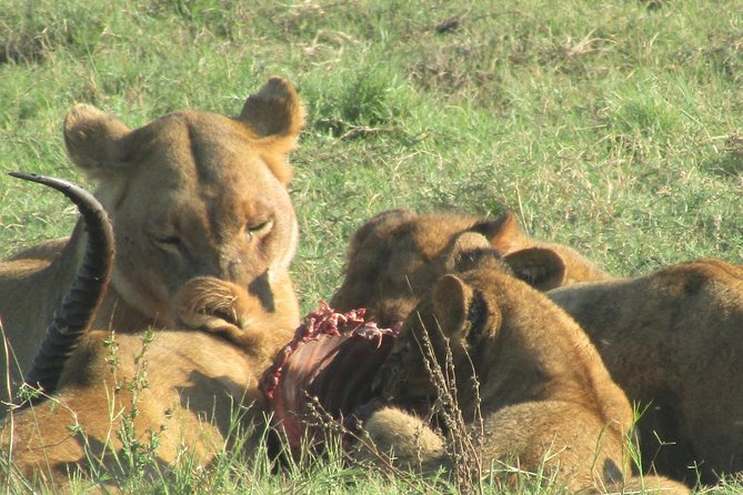 Chobe Safari Game Drive: Full Day - Key Points