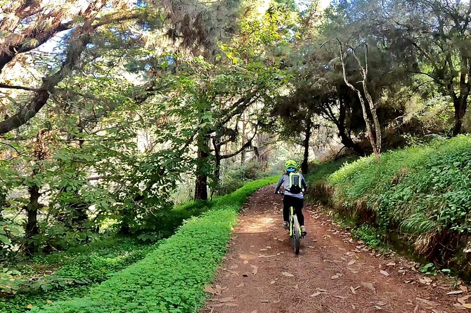 Descend in Mountain Bike in Northern Forests of Gran Canaria - Activity Overview