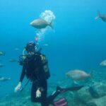 Diving:first Dream To Dive Tour&snorkeling With Lunch In Redsea Customer Feedback