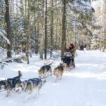 Dog Sledding 1/2 Day Tour From Toronto Key Points