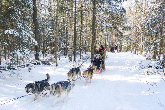 Dog Sledding 1/2 Day Tour From Toronto - Key Points