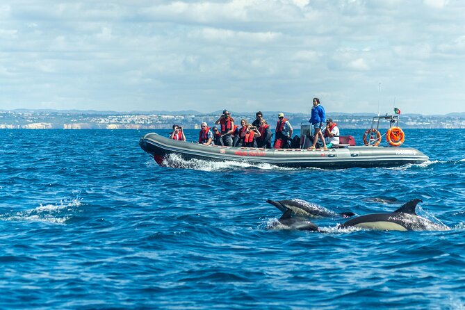 Dolphins & Caves on Rib Boat - Key Points