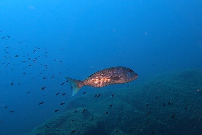 Double Dive in the Capo Carbonara Marine Protected Area, for Patents. - Meeting and Pickup Details