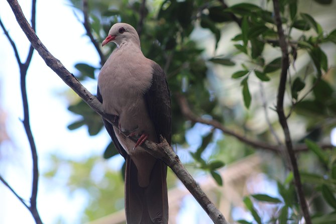 Ebony Forest Reserve Chamarel - Take a Hike Tour - Planning Your Visit and Inclusions