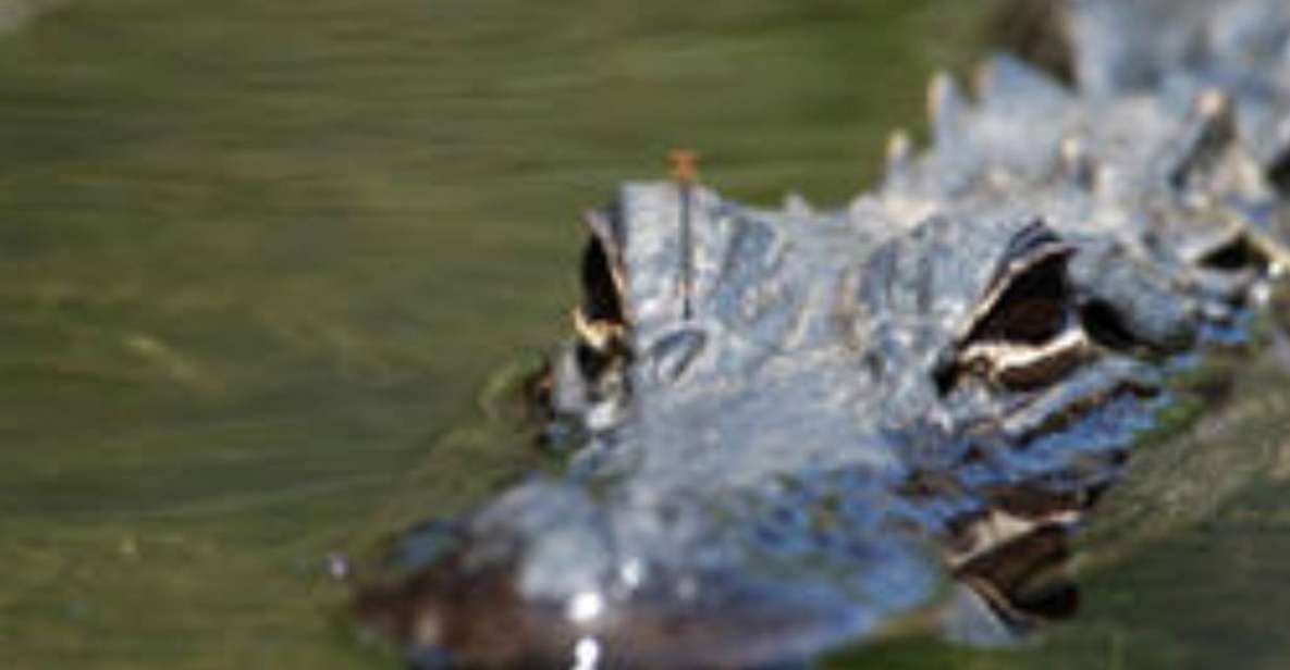 Everglades: Everglades Alligators and Orchids Kayak Eco Tour - Customer Feedback