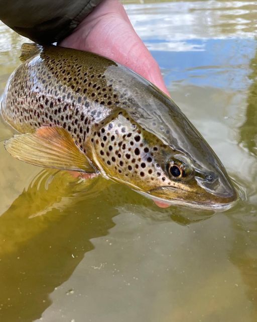 Freestone Guiding: Guided Flyfishing for Wild Brown Trout - Key Points