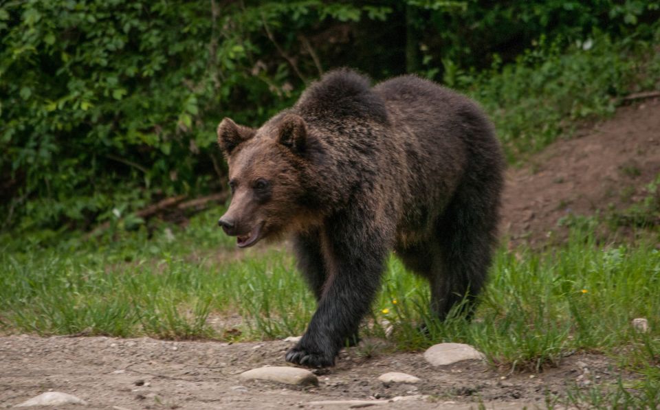 From Brasov: Small-Group Brown Bear Watching Tour - Key Points