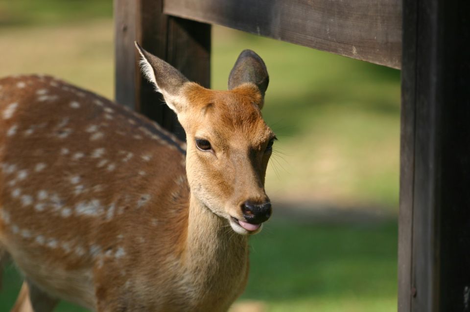 From Kyoto: Nara Guided Half Day Bus Tour - Key Points