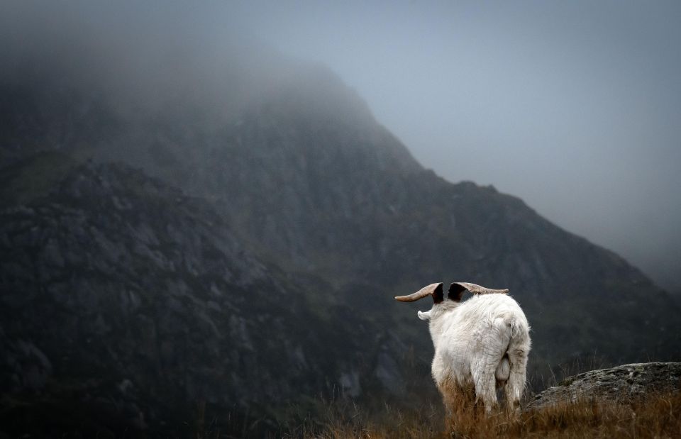 From London: North Wales Day Rail Tour - Key Points