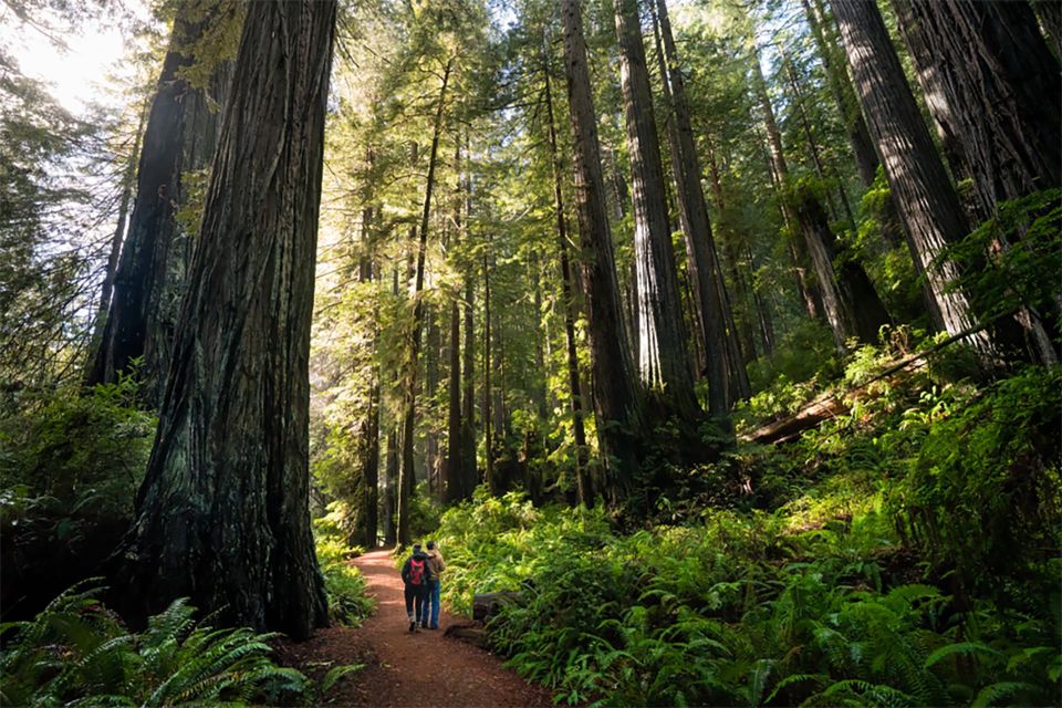 Guided Electric Bike Tour to Muir Woods - Key Points