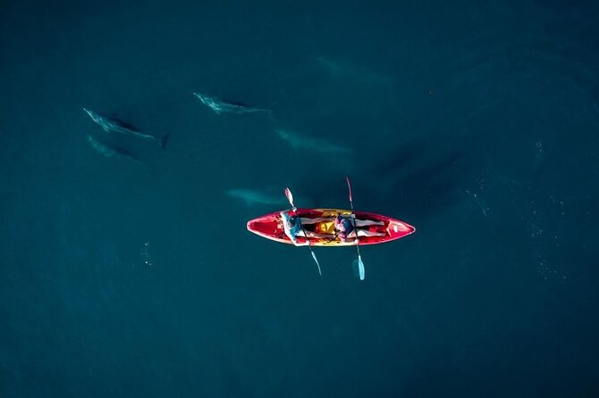 Guided Kayak 2-Hour Activity With Dolphins - Key Points