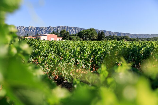 Half-Day Wine Tour in Côtes De Provence Sainte-Victoire From Aix-En-Provence - Key Points