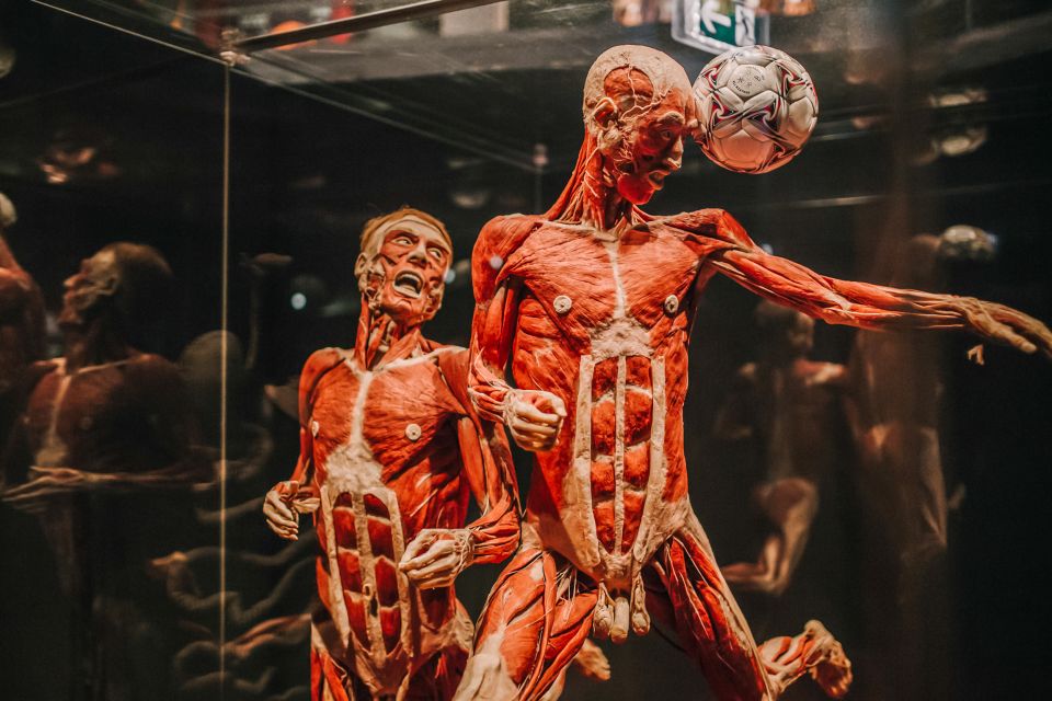 Heidelberg: BODY WORLDS Museum Entrance Ticket - Key Points