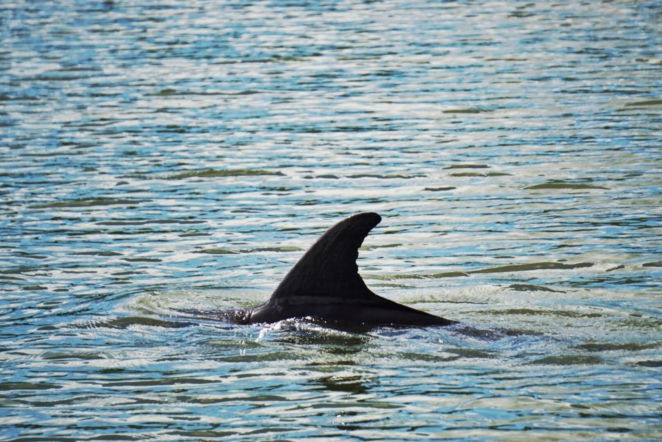 Hilton Head Island: Disappearing Island Dolphin Tour - Key Points