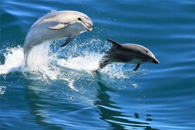 Hurghada Boat Trip to See Dolphins With Snorkeling and Lunch - Key Points