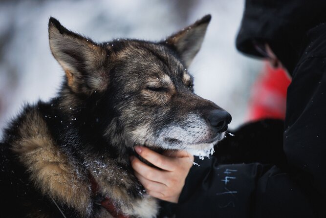 Husky, Reindeer Farm and Santa Village Experience - Professional English-Speaking Guide