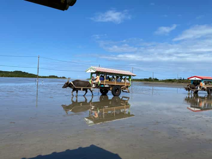 Iriomote: Mangrove Canoe and Yubujima Sightseeing Tour! - Experience Highlights