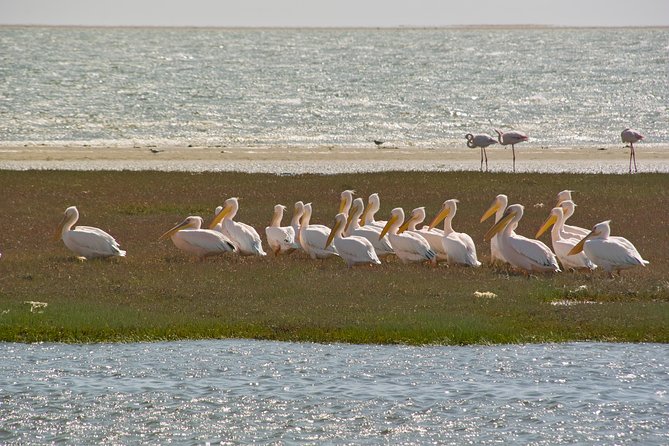 Kayaking and Sandwich Habour Guided Day Tour From Walvis Bay - Tour Overview