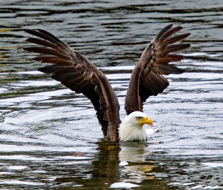 Ketchikan: Totem Pole, Wildlife & City Trolley Tour - Key Points