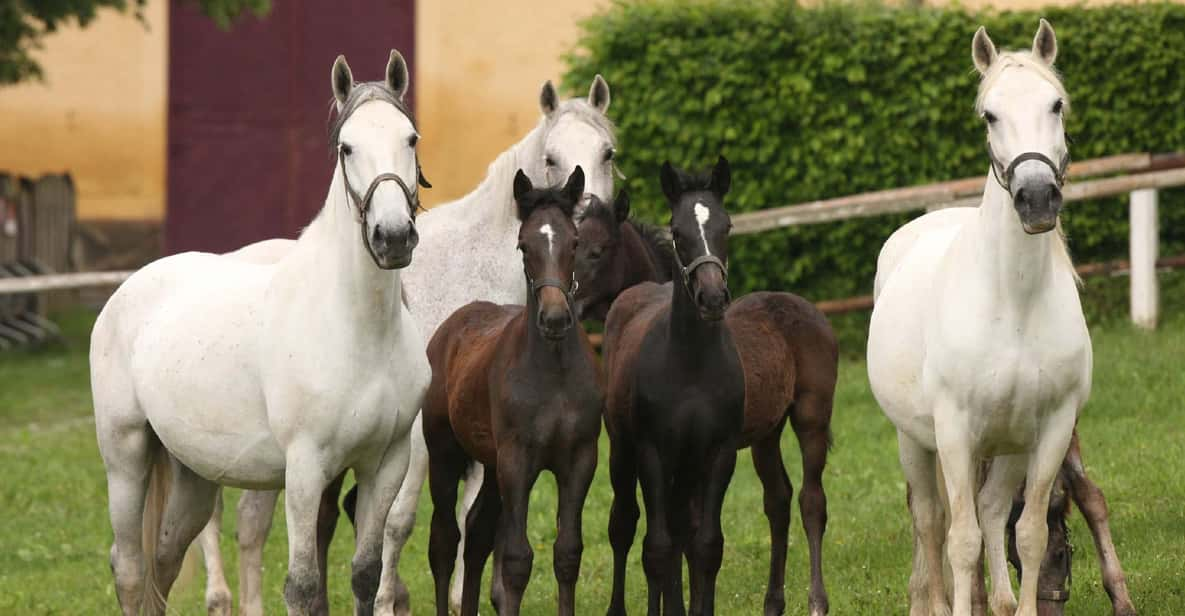 Köflach: Lipizzaner Stud Farm Visit - Key Points