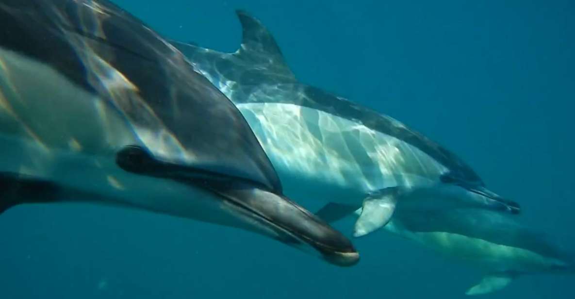 Lisbon: Dolphin Watching With Marine Biologist - Key Points