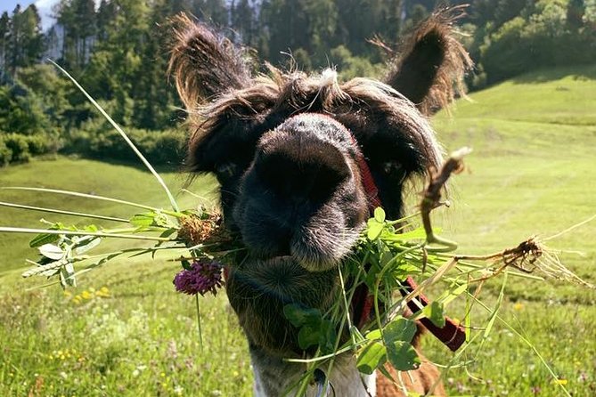 Llama Hike Through the Wonderful Liechtenstein Mountains - Key Points