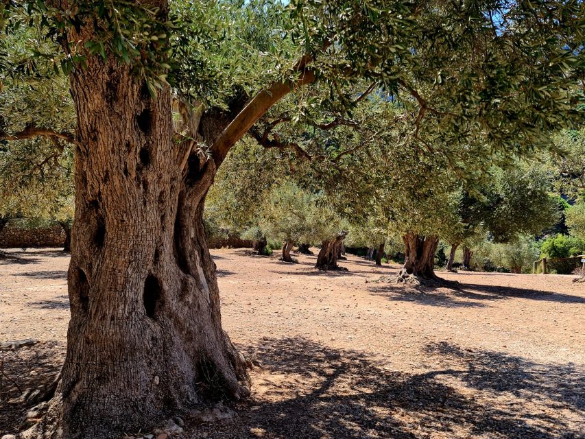 Mallorca: Tramuntana Mountains Tour With Local Guide & Lunch - Key Points