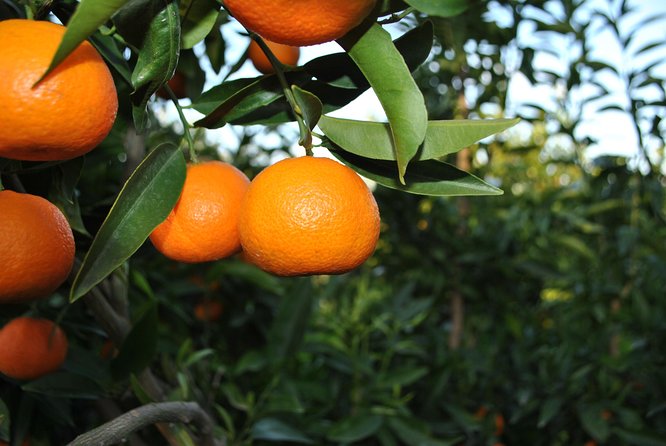 Mandarina Farming Tour With Food and Drink Tasting in Albania - Key Points