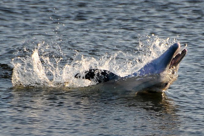 Mangrove Tunnels, Dolphins, Manatee Tour #1 Rated in Cocoa Beach - Key Points