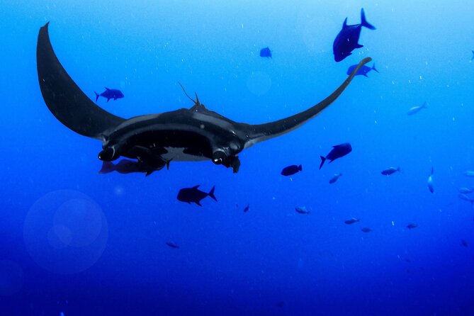 Manta Magic - Night Manta Ray Snorkel At Manta Village, Kona, Hawaii - Overview of the Manta Magic Experience