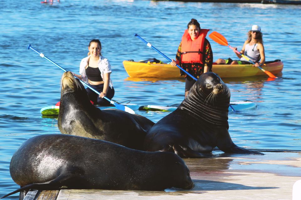 Marina Del Rey: Kayak and Paddleboard Tour With Sea Lions - Key Points