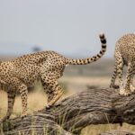 Masai Mara Big Cat Wildlife Kenya Safari Key Points