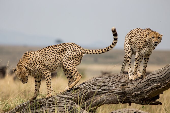 Masai Mara Big Cat Wildlife Kenya Safari - Key Points