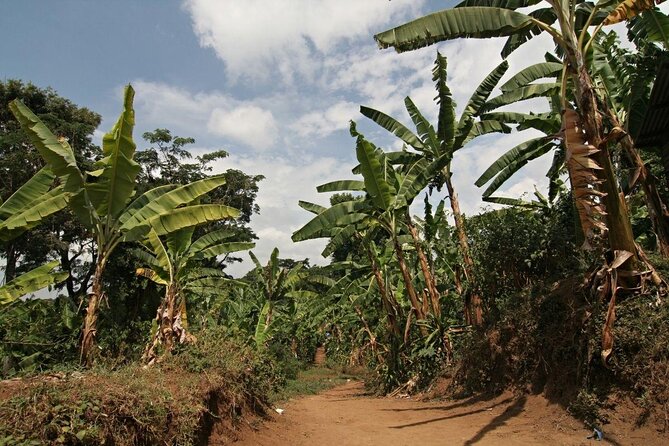 Mount Kilimanjaro Full-Day Hiking via Marangu Route - Key Points