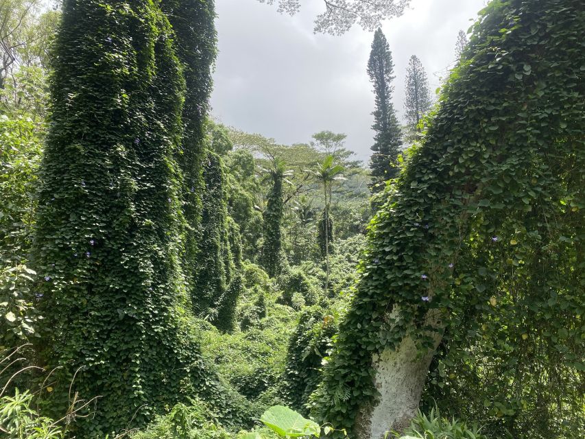 Oahu: Mānoa Falls Trail Hiking Shuttle - Key Points