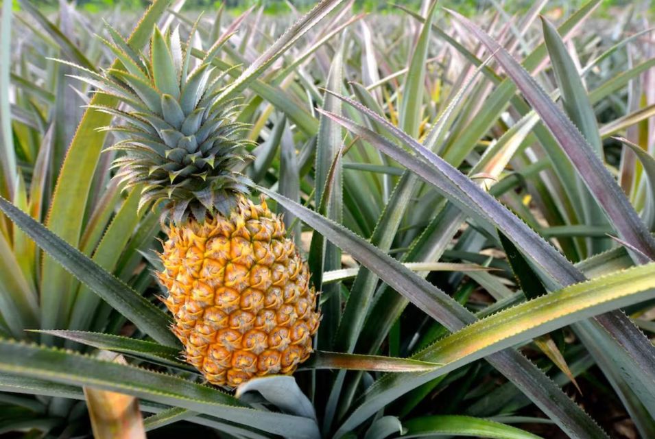 Oahu: North Shore Dole Pineapple Farm Tour - Key Points