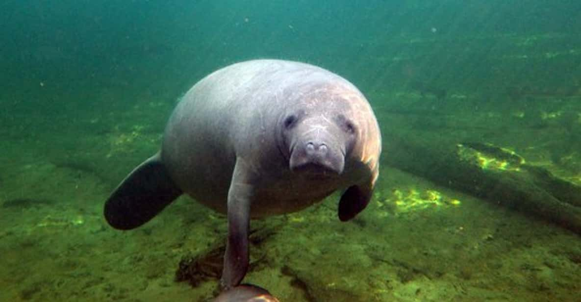 Orlando: Kayaking Tour With Manatee Encounter - Key Points