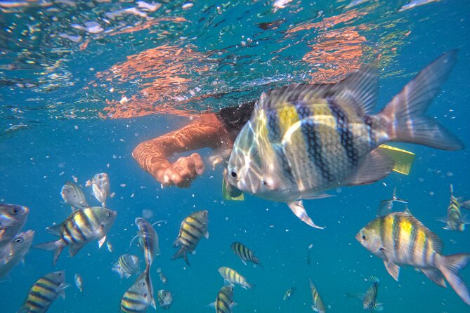 Paradise Island Cruise Snorkeling Excursion - Overview and Details