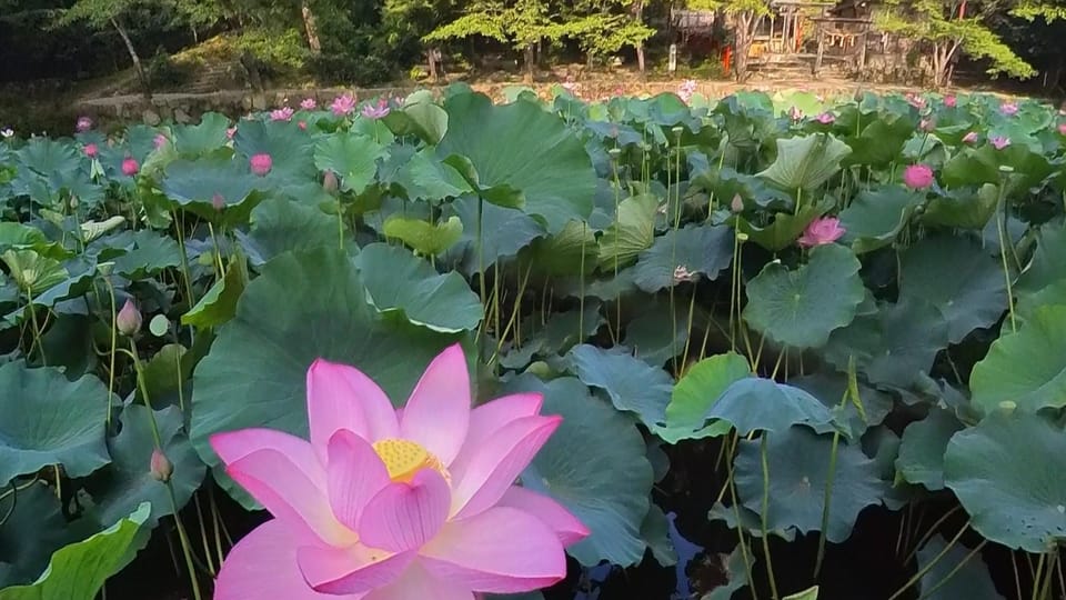 (Private) Cyclingtour in Arashiyama: EBIKE Tour With Guide - Key Points