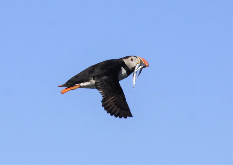 Reykjavik: Puffin Watching Tour - Bird Behaviors